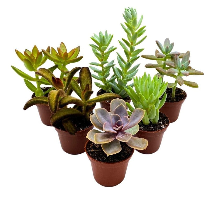 Succulent Plant Set of 6 image 0